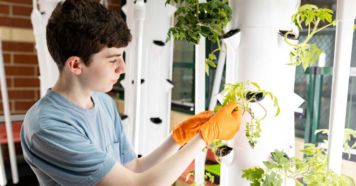 Steven Hoffen touches a plant growing from a hydroponic tower