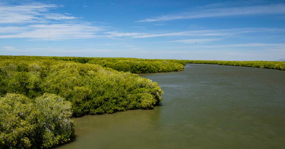 Mangrove forests sit along a coastline in Mexico