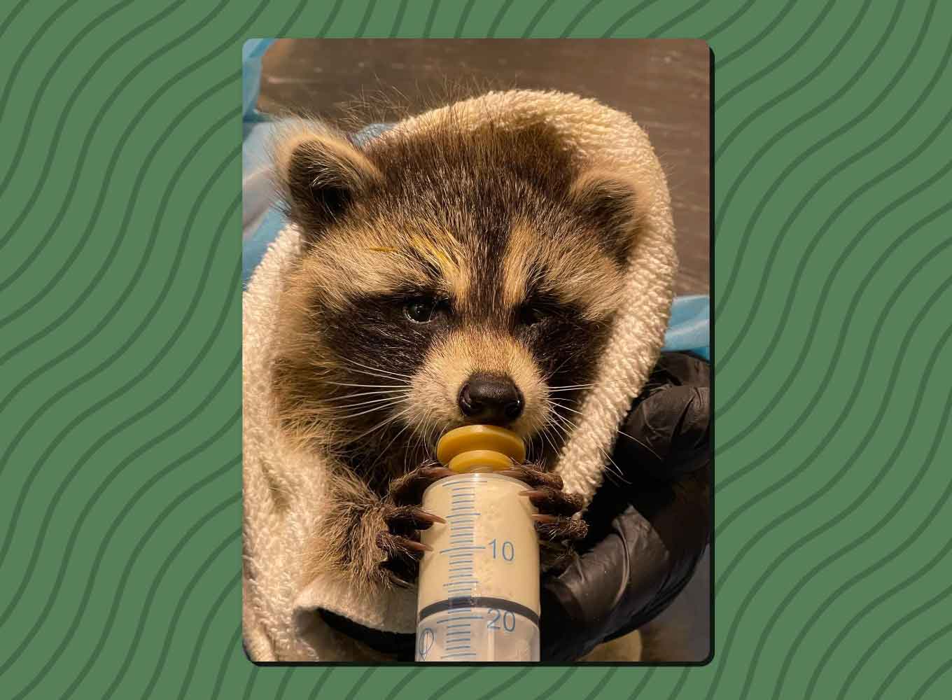 A baby raccoon is wrapped in a towel, drinking from a bottle