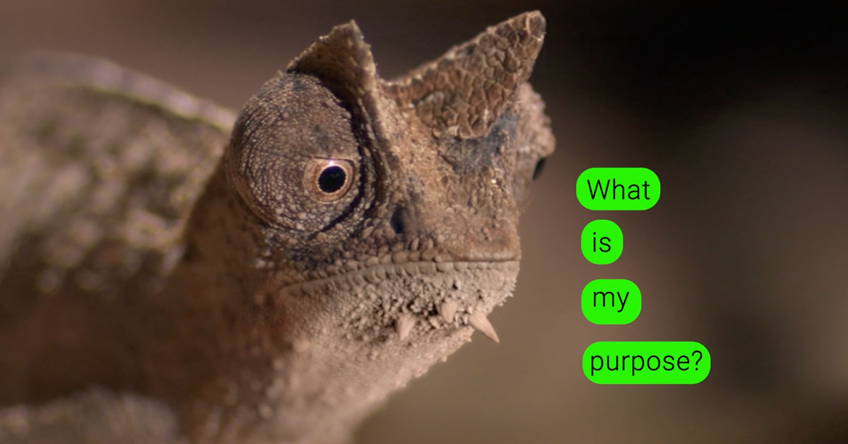 An iguana stares into the distance. Illustrated text: "What is my purpose?"