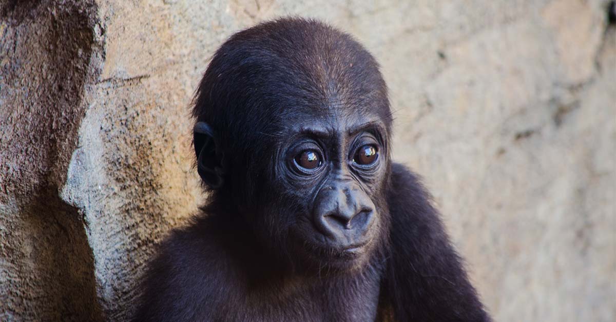 Close up of an infant gorilla