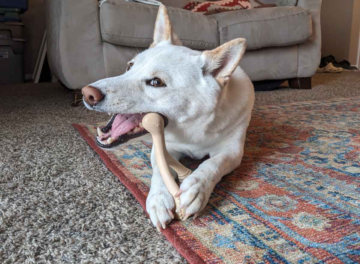 A cream shiba inu chews on a dog bone