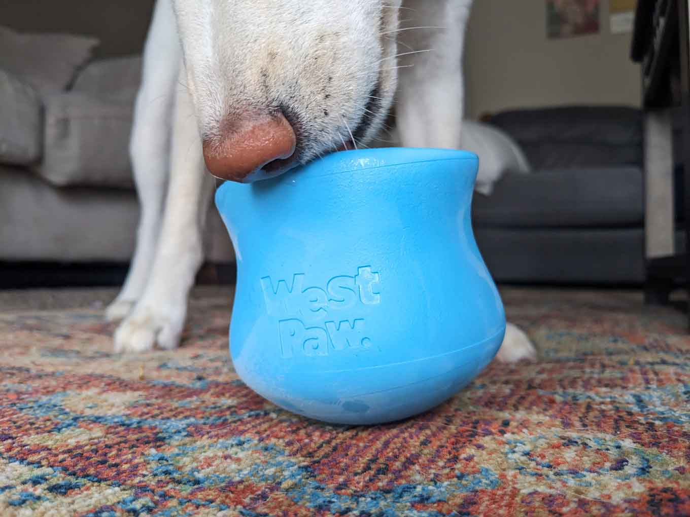 A brown dog nose sniffs a blue toy