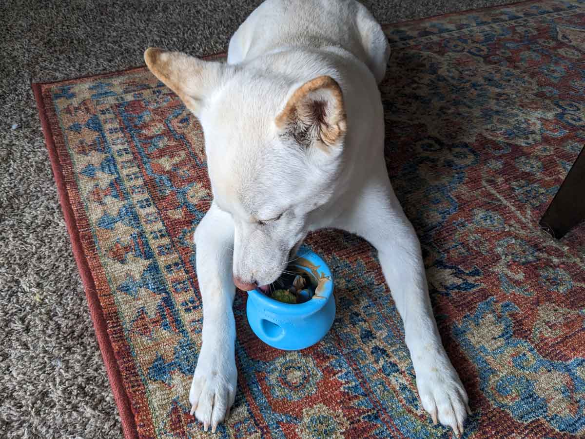 A cream shiba inu licks at a blue toy filled with peanut butter