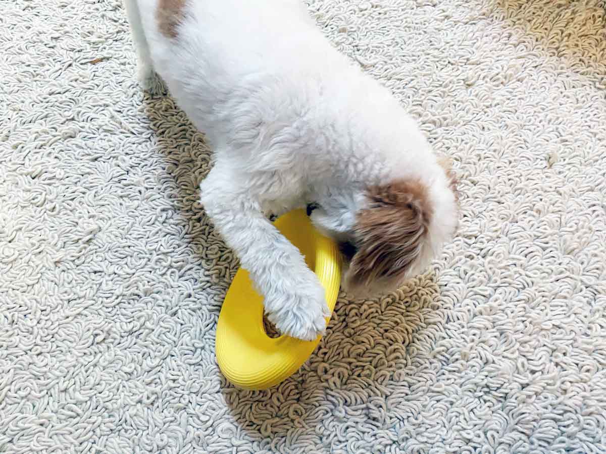 A white dog with brown ears plays with a yellow disc toy