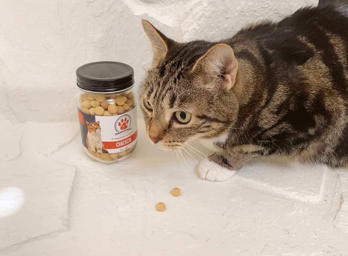 A cat snacks on some treats