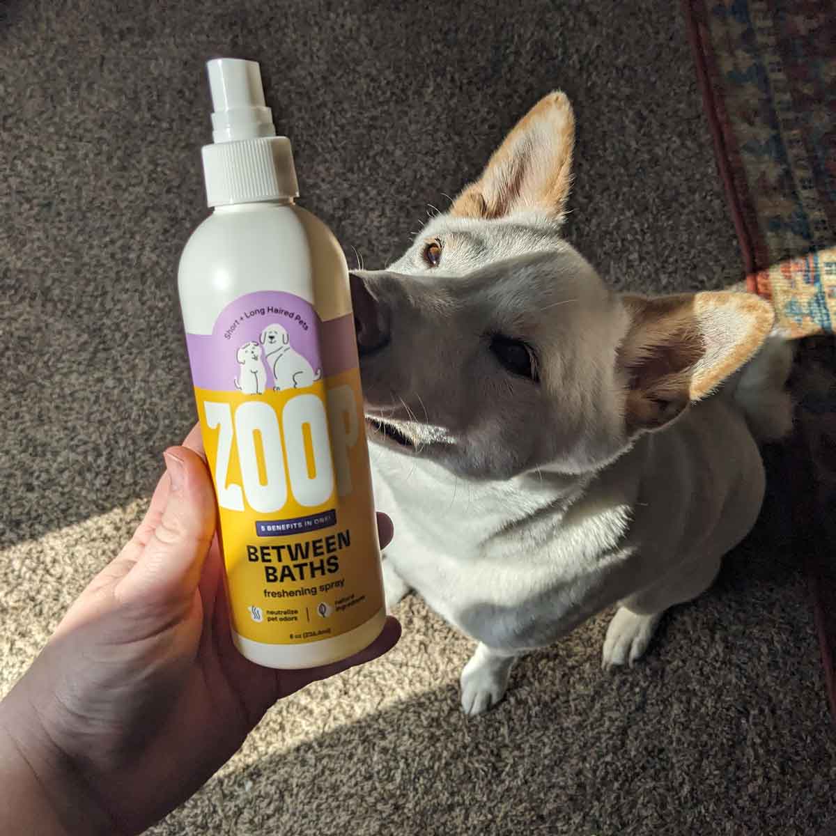 A cream shiba inu sniffs a bottle of Zoop's Between Bath spray