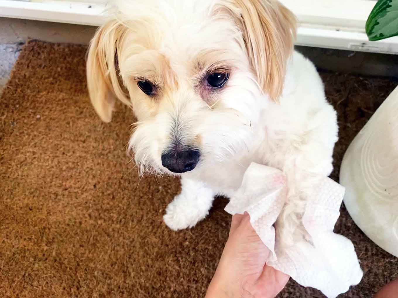 A white and tan dog gets her paws cleaned with wipes