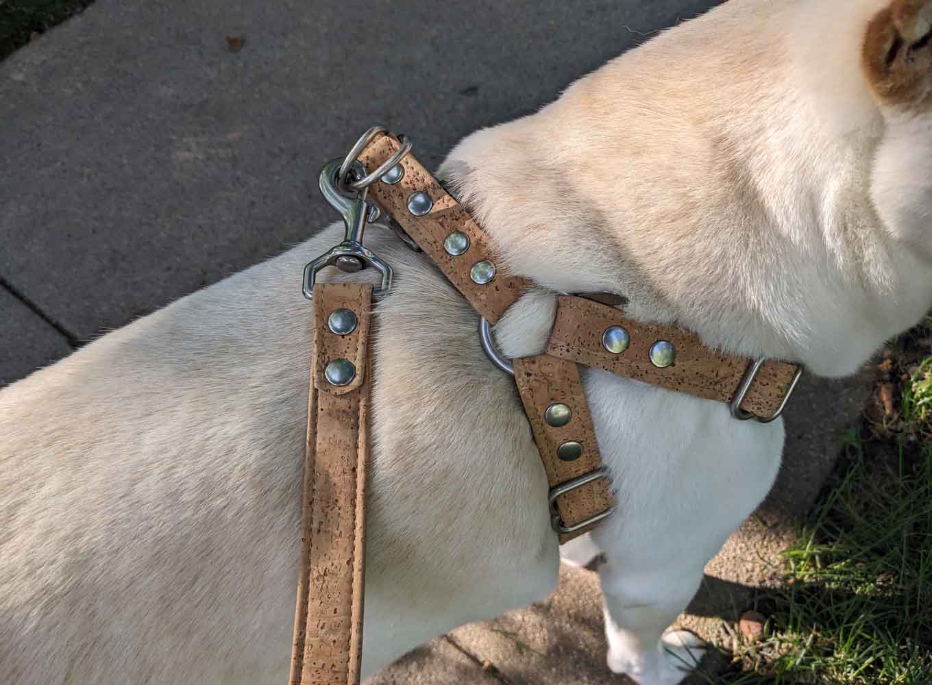 A tan cork harness on a cream dog