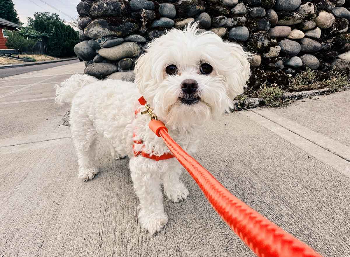 A white fluffy dog wears a coral harness and leash