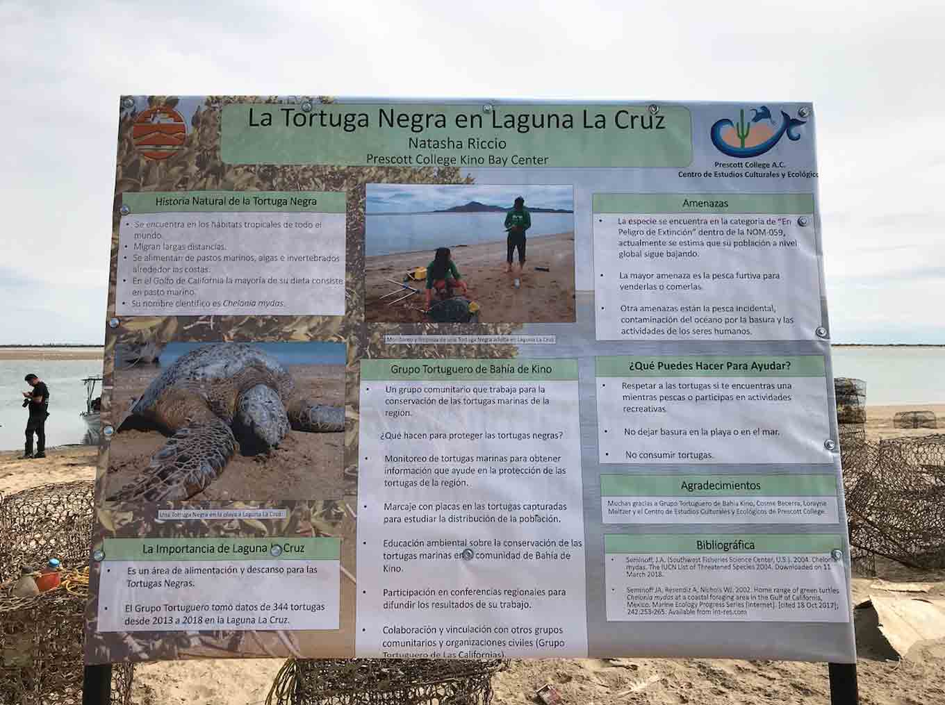 A poster about the green sea turtle, the La Cruz Lagoon and the work of the Kino Bay Turtle Group