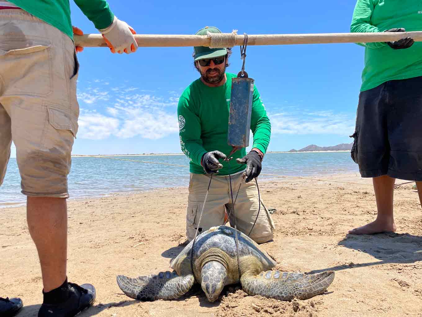 Cosme Becerra, the leader of the Kino Bay Turtle Group, collecting data on a green sea turtle