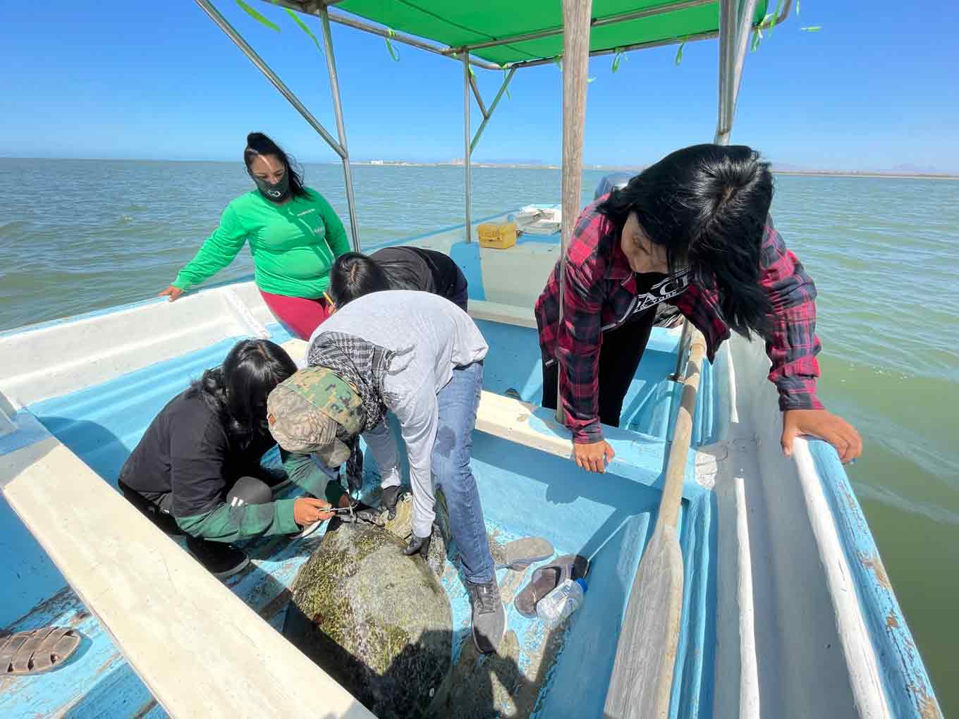 Volunteers trying to idenfity a recaptured green sea turtle while standing on a boat