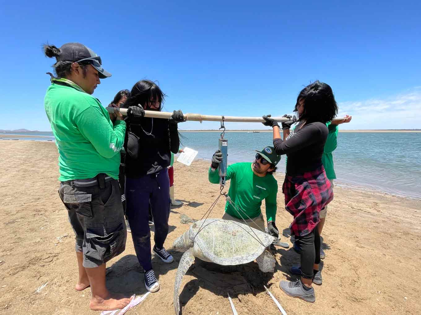 The Comcáac youth weighting a turtle