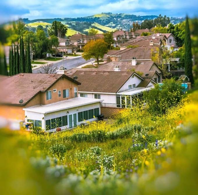 Wildflower meadows fill the yards of suburban houses in Chino Hills, California